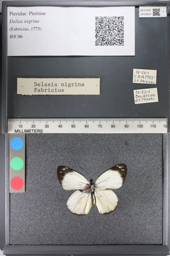 Media type: image;   Entomology 128324